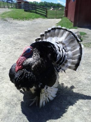 farm sanctuary