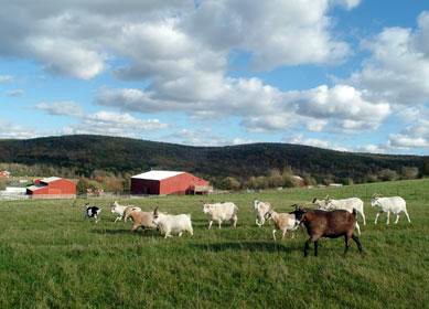 How Farm Sanctuaries Are Changing People’s Views