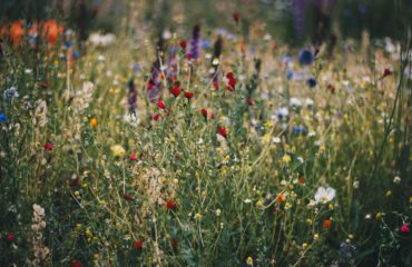 Understanding the Difference between Organic and Natural